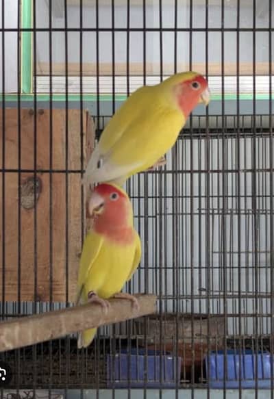 Love birds 10 breeder pairs