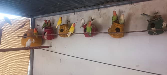 Lovebirds breeding pairs for sale