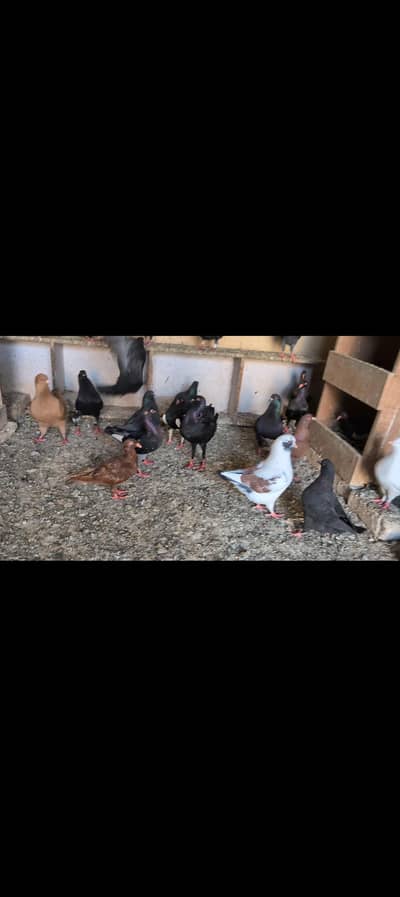 Danish,king peagon pair available