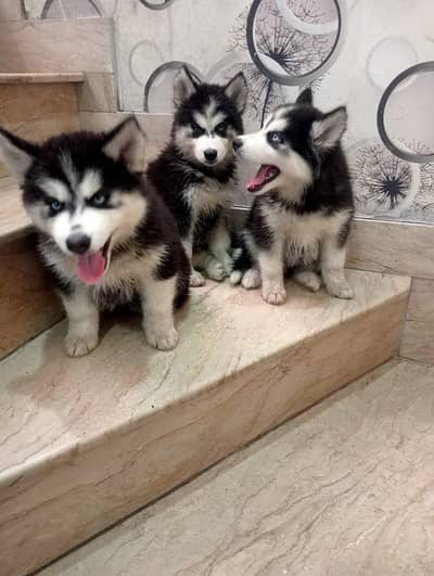 husky puppies