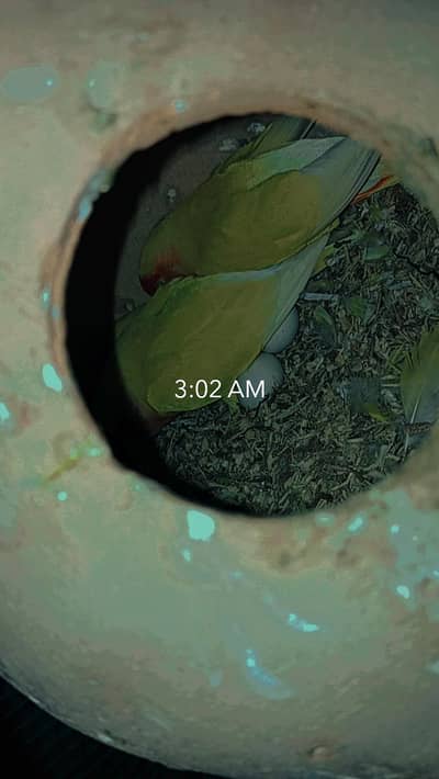 Coacktails  and lovebirds chicks for hand tame purpose