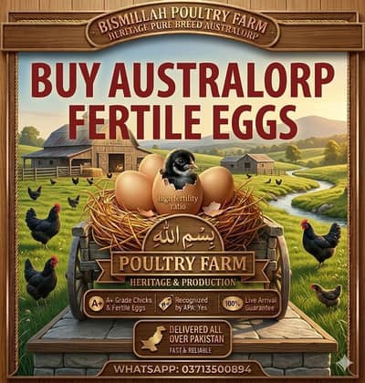 Pure Australorp Fertile Eggs & Day old Chicks Available