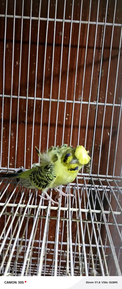 TCB working Double Flower Hagoromo