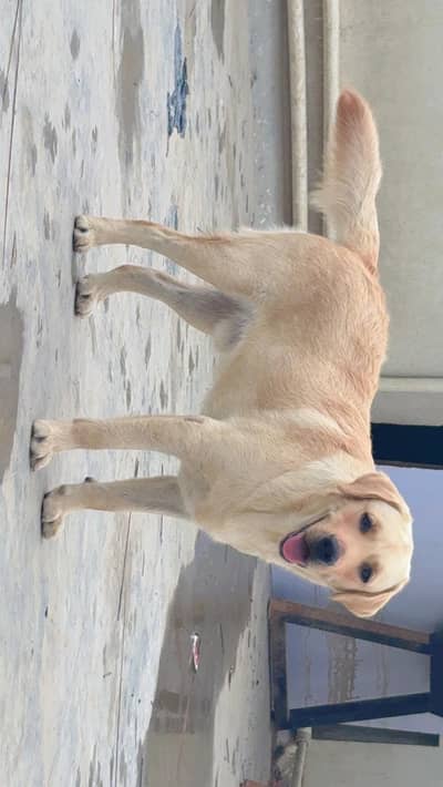 Labrador golden retriever pedigree