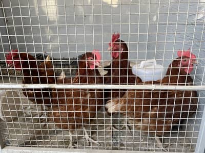 Lohman Brown Hens