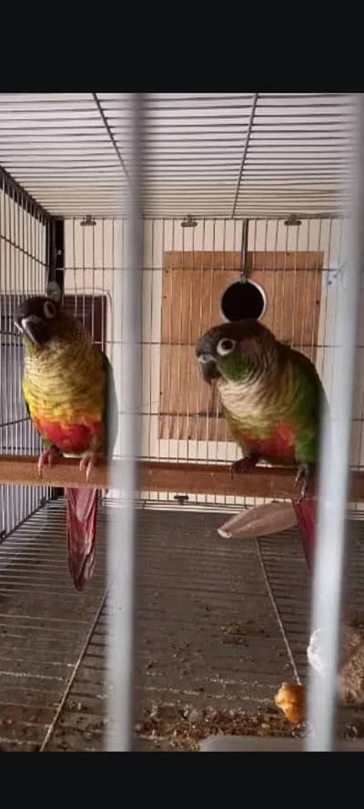 conure breeder pair available parrots