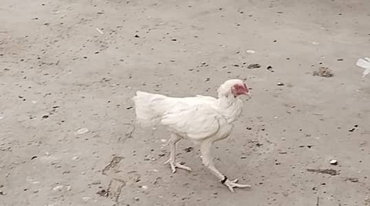 paper white Heera Aseel  available chicks and hens and pathay