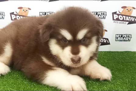 Alaskan malamute husky puppy