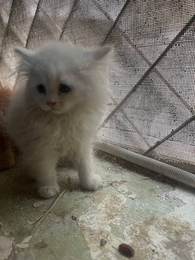 Trippke coated parsian kitten pair