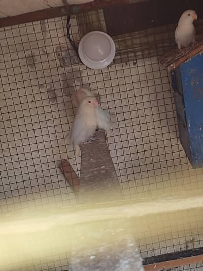 breeder pair available hy healthy and active