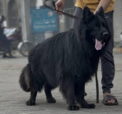 German Shepherd Long Coat Pedigree Male Available for Stud