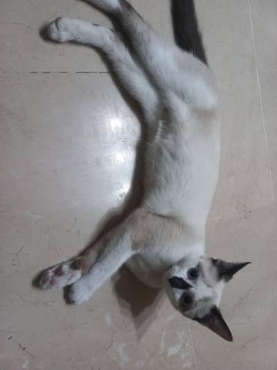 Ragdoll cat 4-5 month old female