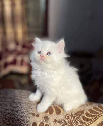 Parisian male kitten pH no 03181277447