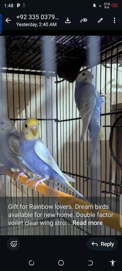 suprem Quality Rainbow Budgies