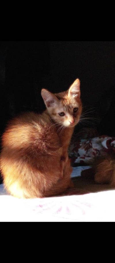 3 months old cute male kitten