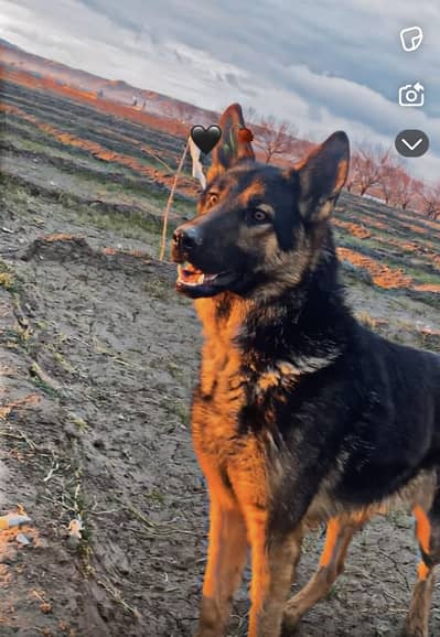 Long shaped German shaperd