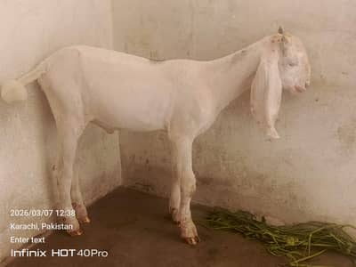 Bakra for seal 2 months ka bacha hai 0. . 3. . 1. . 5. . 2. . 8. . 2. . 2. . 7. . 2. . 2