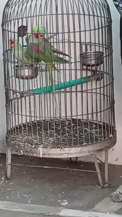 pair breeder mating start