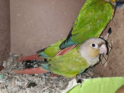 Pineapple Self Chicks Canure for Sale