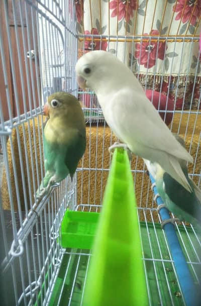 Beautiful Lovebirds For Sale