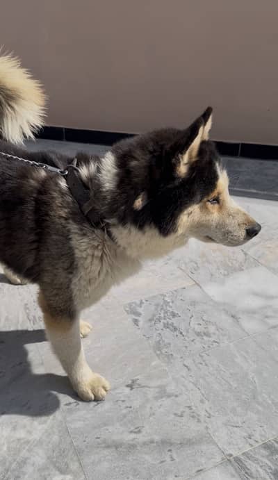 Siberian husky for sale