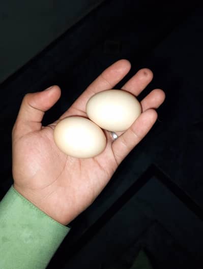 Dasi murgi andy vali 03296102967