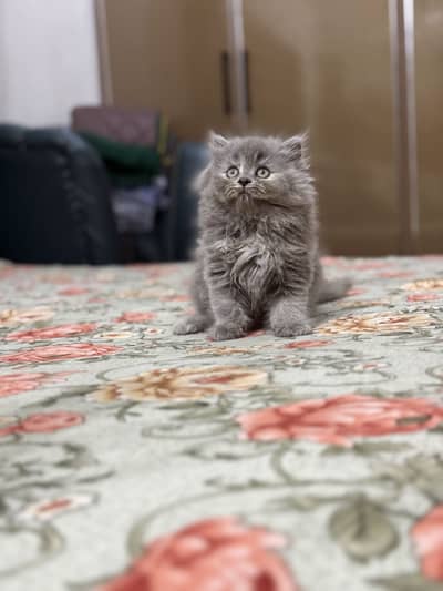 Grey Female kitten 03074226838