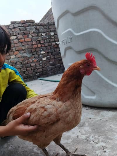 golden misri murgji egg laga rai he