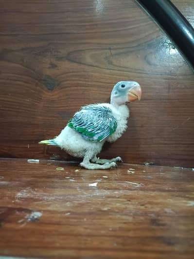 Raw Parrot chicks for sale 40 days Age. . .