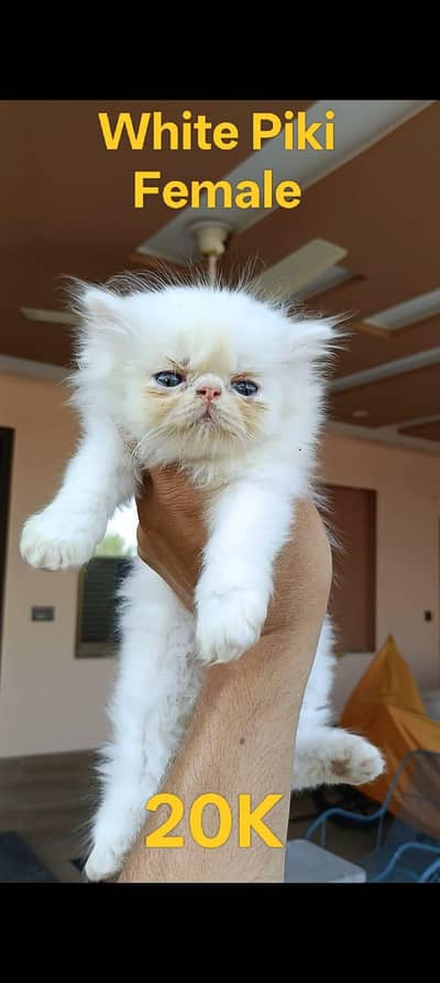 High Quality Persian Kittens for Sale (03003285107)