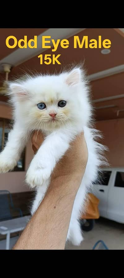 High Quality Persian Kittens for Sale (03003285107)