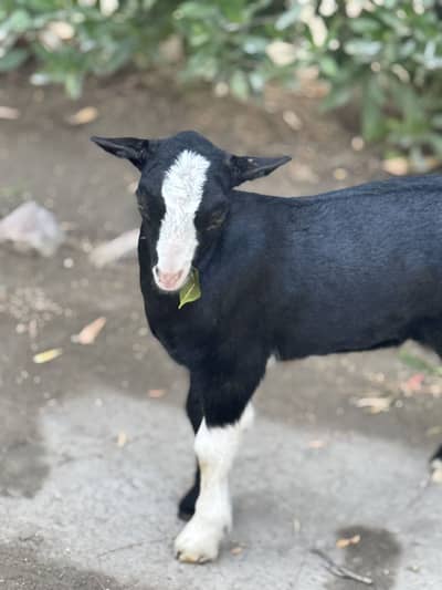 Beautiful teddy Black Chambaa breeder quality male