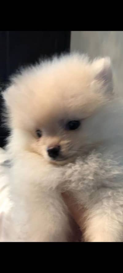 Pomerania male puppies for sale