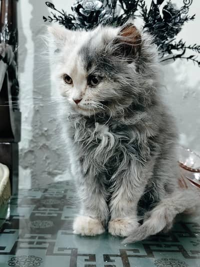 Cute pure Persian Triple Coat kitten healthy and very playful for sale