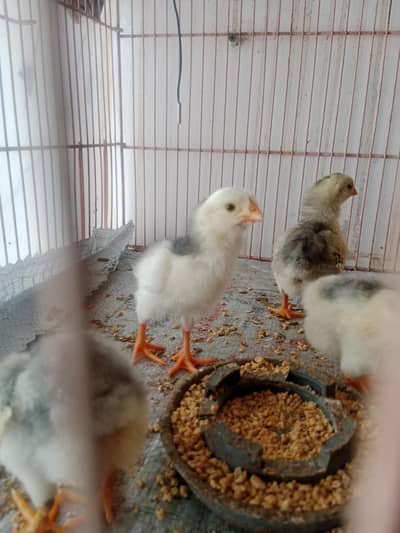 shamo Black & blue chicks