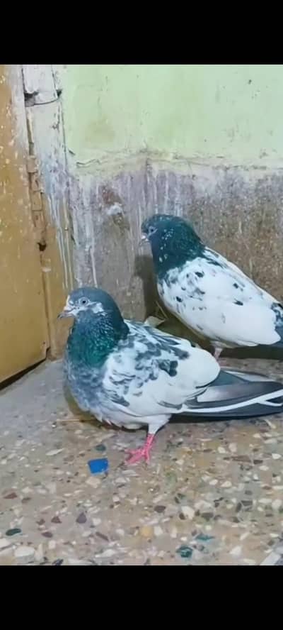 teddy frozpuri kabootar jaldar Madi hi