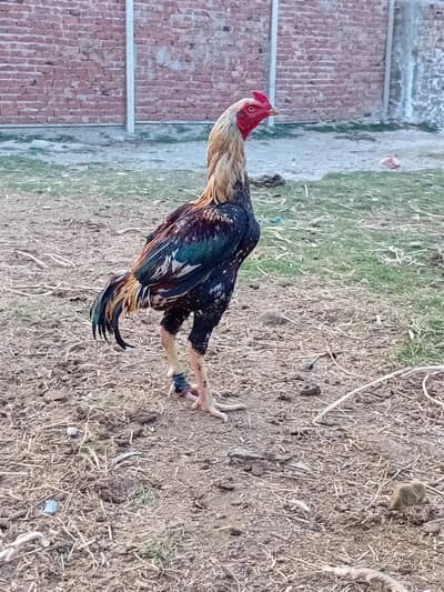 boath Acha ha joor full muzbat ha