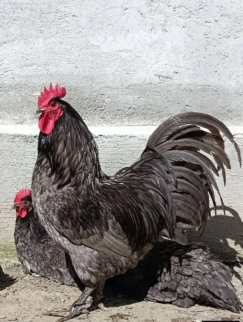 australorp heritage australop blue and black eggs — photo 2
