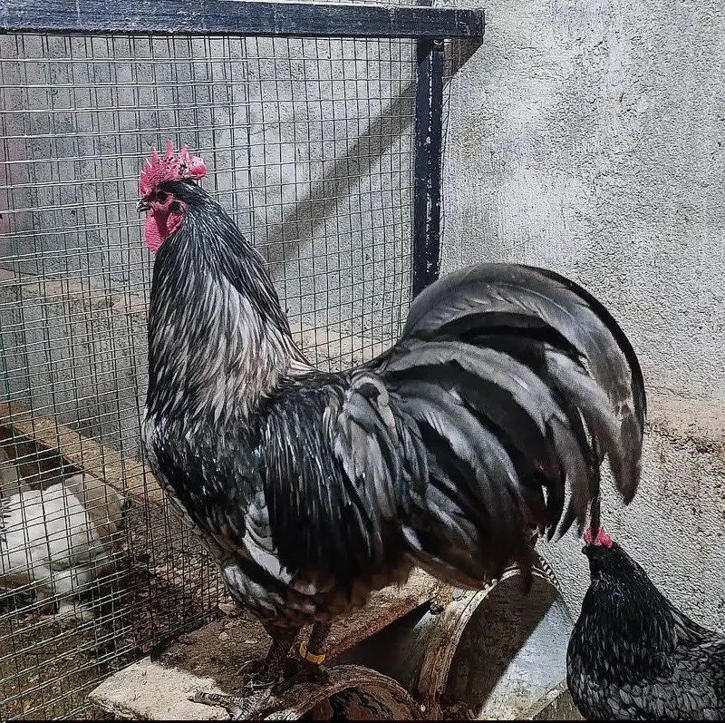 australorp heritage australop blue and black eggs — photo 4