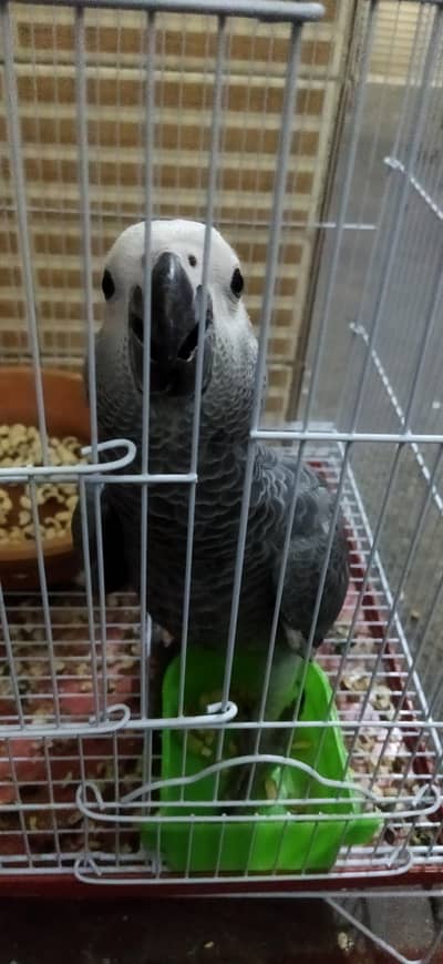 location karchi mobile WhatsApp number 03092793577