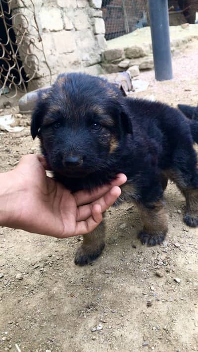 Longcoat gsd puppy ( exchange with Breeder female )Vom Yaris progeny