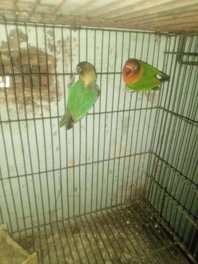 love birds for sale urgent