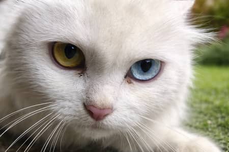 Beautiful Odd-Eye White Cat – Triple Coat – Breeding Female