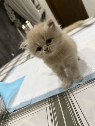 Persian kitten for sale fawn color