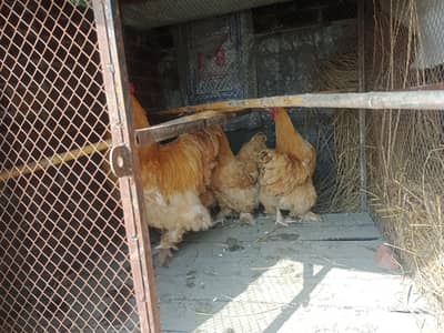 6 Golden buff for sale