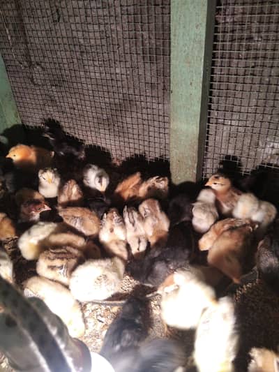 full active chick minimum pice available 10day old  reasonable price