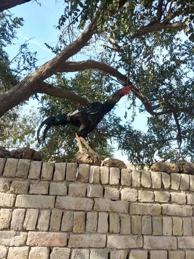 Pure Aseel For Sail 03174390523