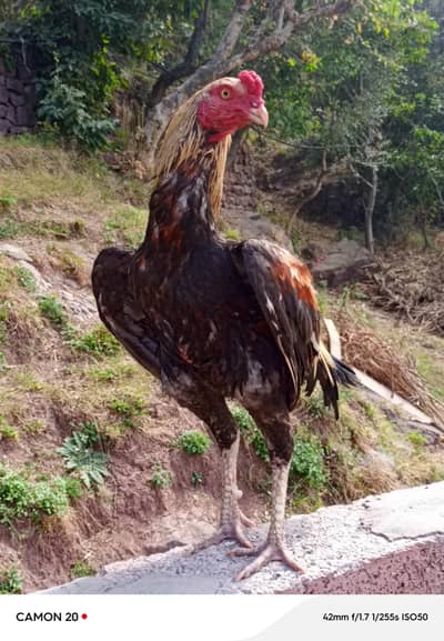 mianwali aseel sawa patha whatsapp and call  03015852873