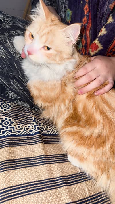 Persian ginger cat for sale