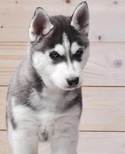 0/3/1/7/7/7/4/2/4/7/9